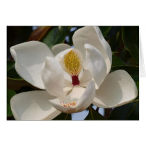 Magnolia 72 cards