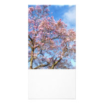 Magnolia Against the Sky photo cards