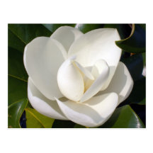 Magnolia Bloom Post Card