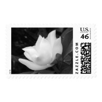 Magnolia Bloom Postage Stamps