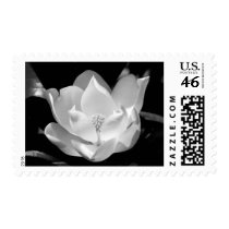 Magnolia Bloom Stamp