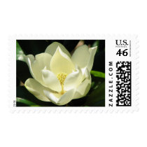 Magnolia Bloom Postage Stamps