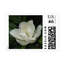 Magnolia Bloom Postage Stamp