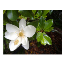 Magnolia Bloom Postcards