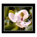 Magnolia Bloom Poster posters