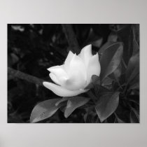 Magnolia Bloom Print