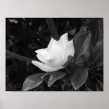 Magnolia Bloom Print