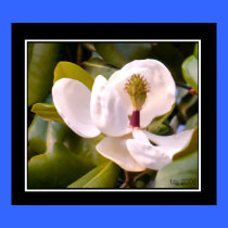 Magnolia Bloom Poster posters