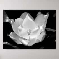 Magnolia Bloom Print
