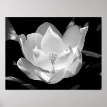 Magnolia Bloom Print