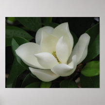 Magnolia Bloom Print