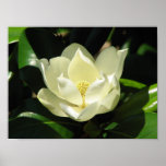 Magnolia Bloom Posters