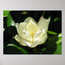 Magnolia Bloom Posters