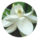 Magnolia Bloom Sticker
