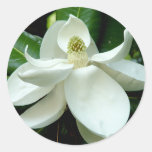 Magnolia Bloom Sticker