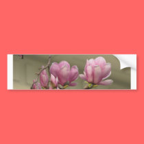 Magnolia Blooms bumper stickers
