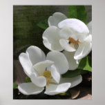 Magnolia Blooms Print
