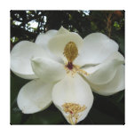 Magnolia Blossom Canvas Print Magnolia Blossom Canvas Print