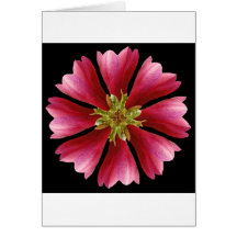 magnolia blossom cards