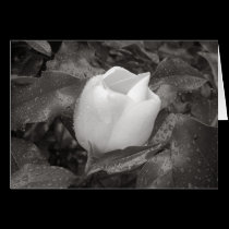 Magnolia Blossom in B&W cards