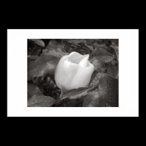 Magnolia Blossom in B&W posters