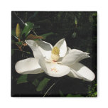 Magnolia Blossom Magnet