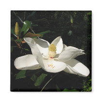 Magnolia Blossom Magnet by naturegirl7 Magnolia Blossom Magnet