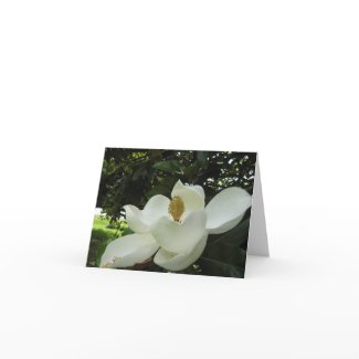 Magnolia Blossom Note Card card