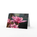 Magnolia Blossom Notecard by Classic_Cat Magnolia Blossom Notecard