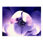 Magnolia Blossom Post Cards