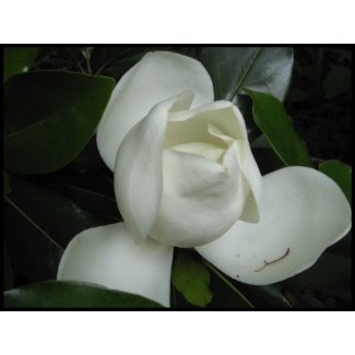 Magnolia Blossom