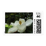 Magnolia Blossom Postage Stamp Magnolia Blossom Postage Stamp