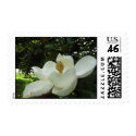 Magnolia Blossom Postage Stamp stamp