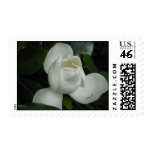Magnolia Blossom postage stamp Magnolia Blossom postage stamp