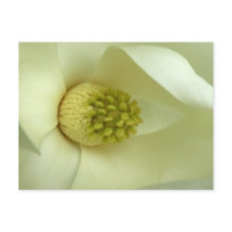 Magnolia blossom postcard
