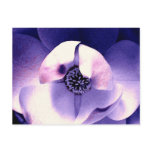 Magnolia Blossom Post Cards