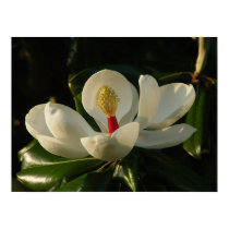 Magnolia Blossom posters by StuffByCJ Magnolia Blossom posters
