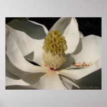 Magnolia Blossom Posters