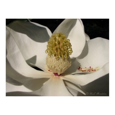 Magnolia Blossom print