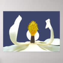 Magnolia Blossom Small Poster
