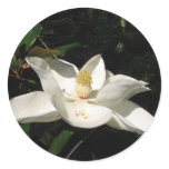 Magnolia Blossom Sticker