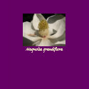 Magnolia Blossom T-Shirt