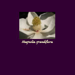Magnolia Blossom T-Shirt