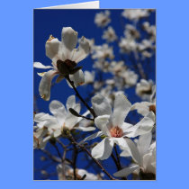 Magnolia Blossoms cards by lyle58 Magnolia Blossoms cards