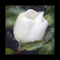 Magnolia Blossum in rain canvas prints