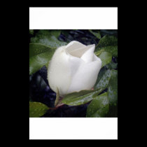 Magnolia Blossum in rain posters