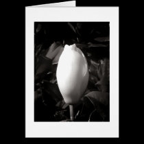 Magnolia Bud in Black and White cards