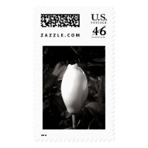 Magnolia Bud In Black and White postage by bhbphotos Magnolia Bud In Black and White postage