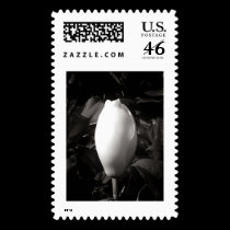 Magnolia Bud In Black and White stamps