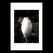 Magnolia Bud in Black and White posters